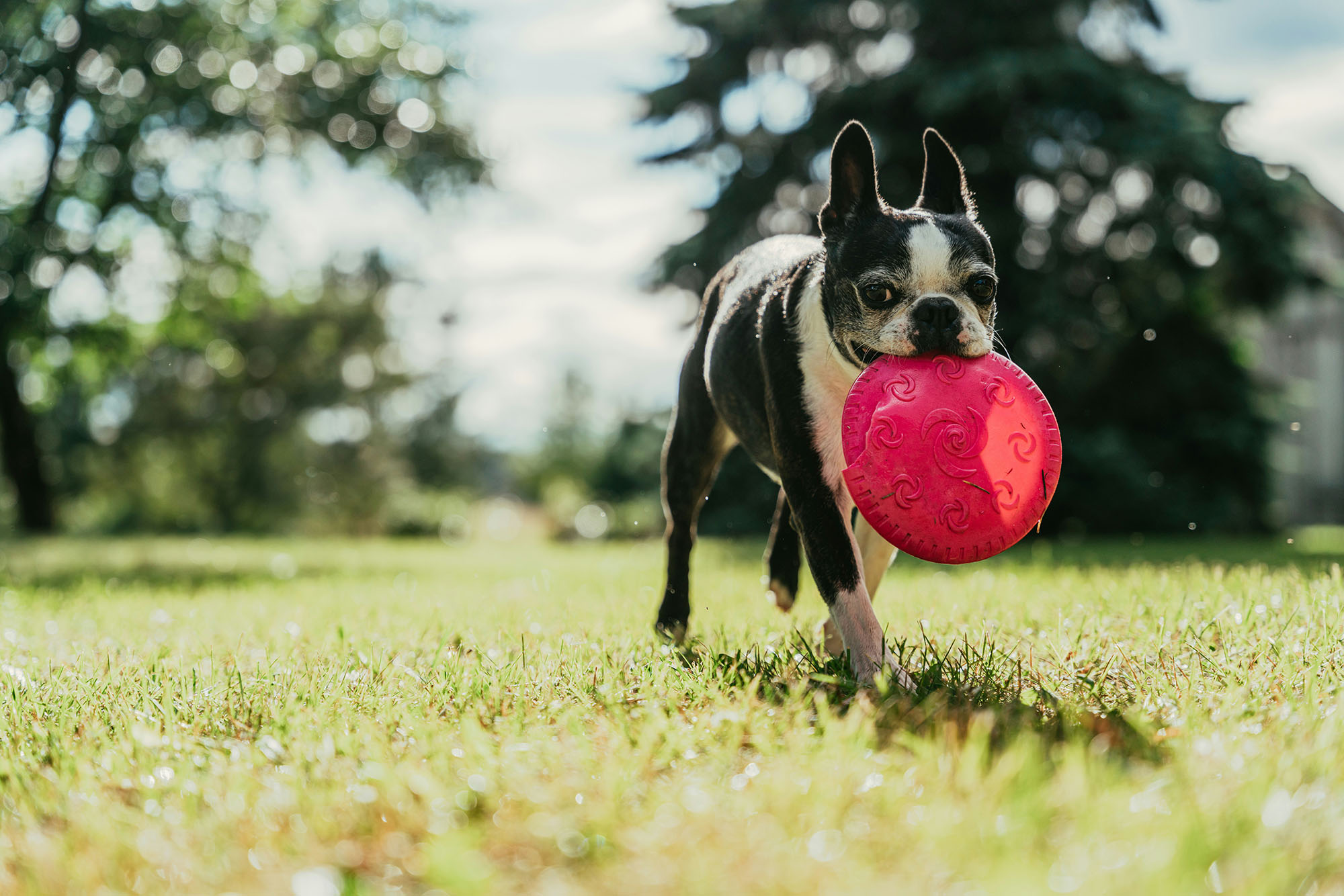 bostin terrier with frisbee
