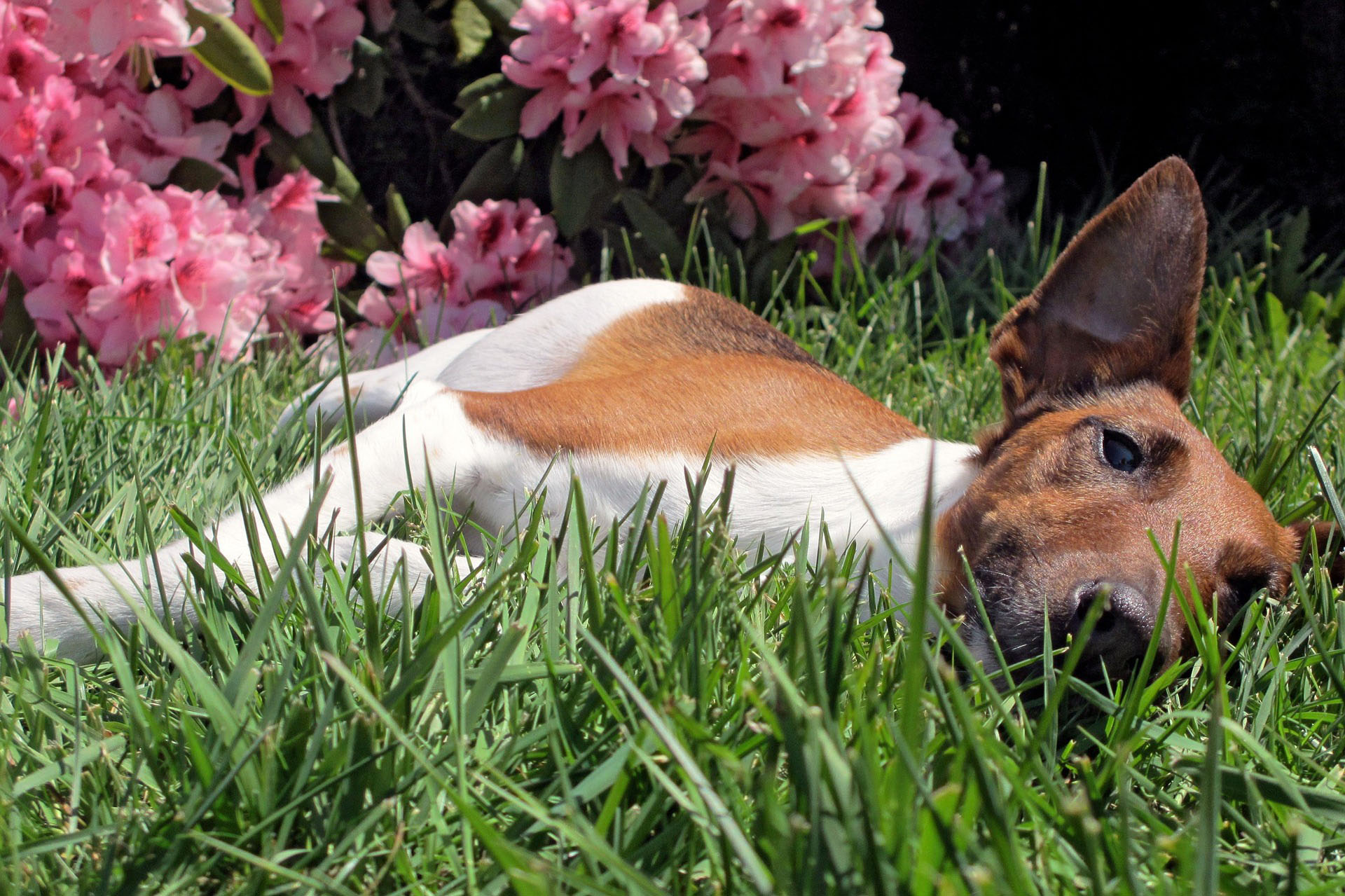 dog napping in the grass