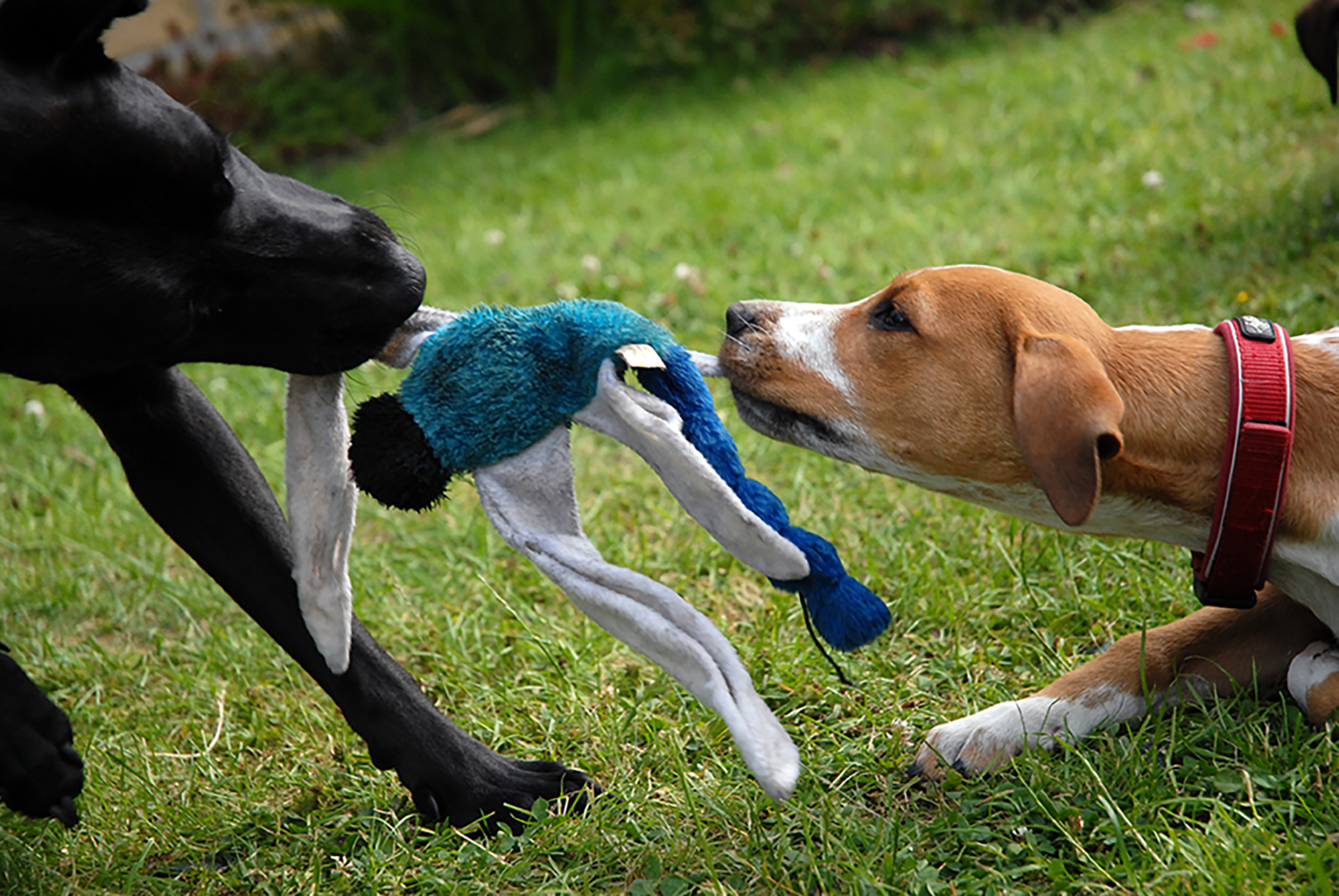 dogs playing tug of war
