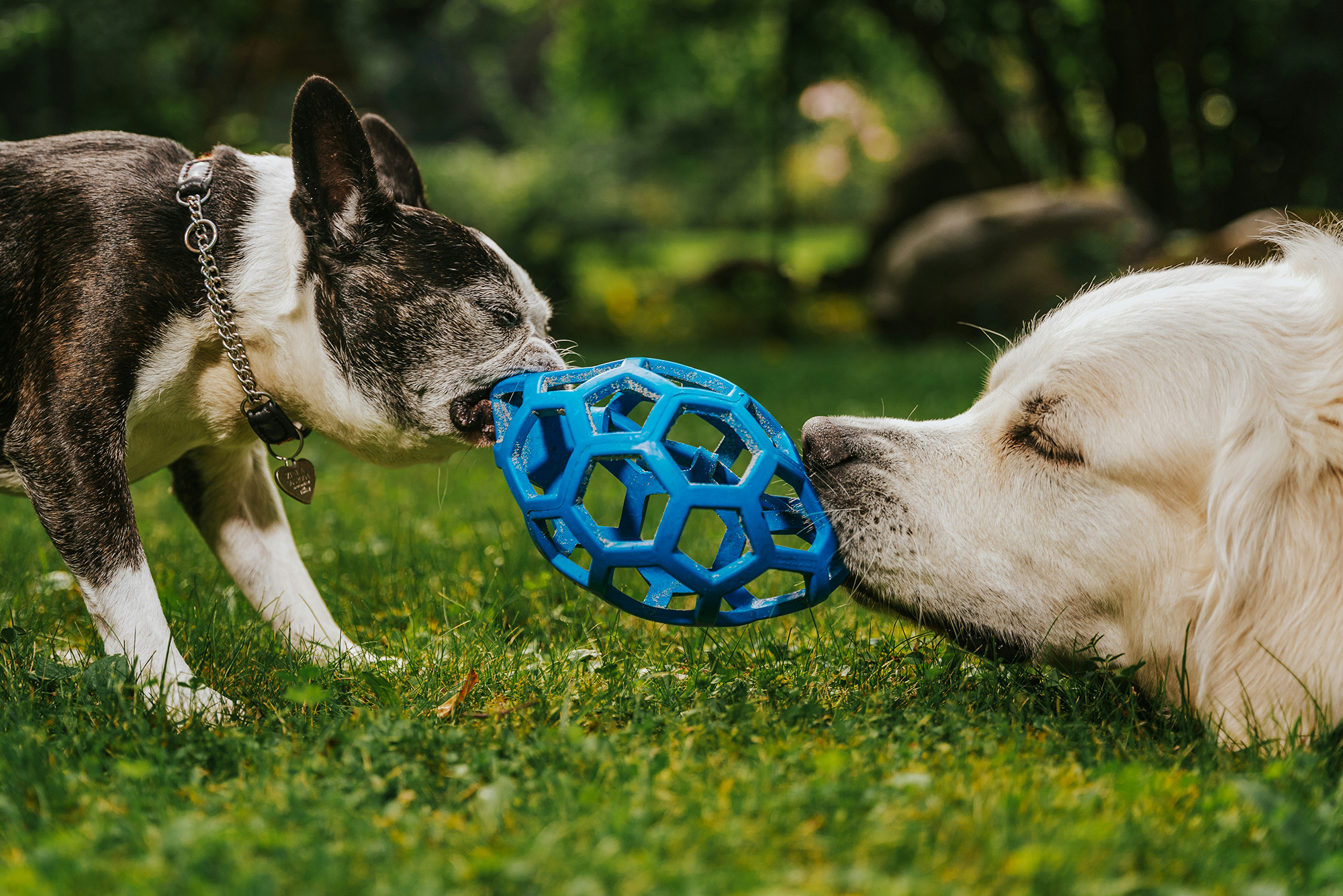 dogs tugging on ball