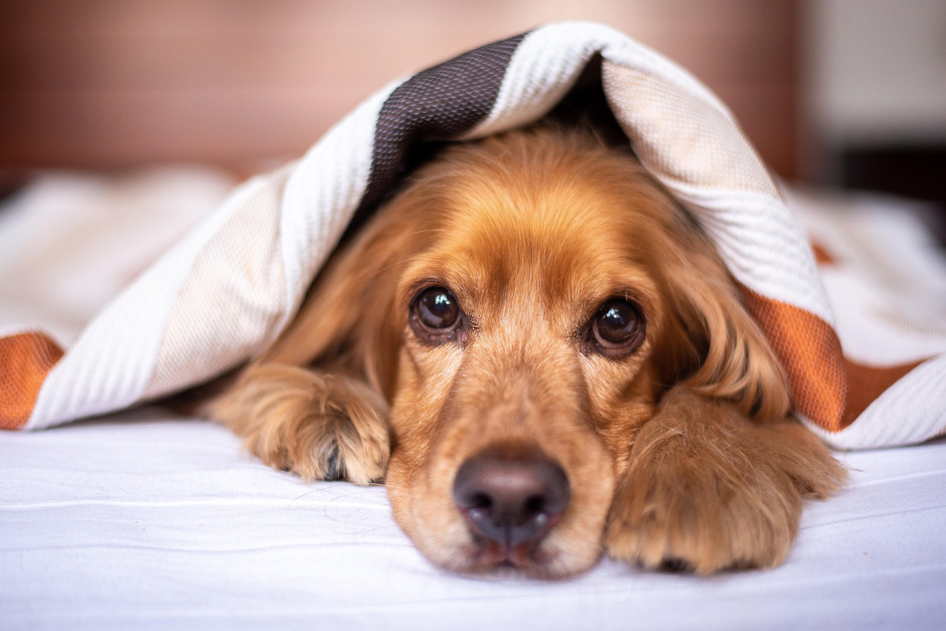 english cocker spaniel napping under sheet