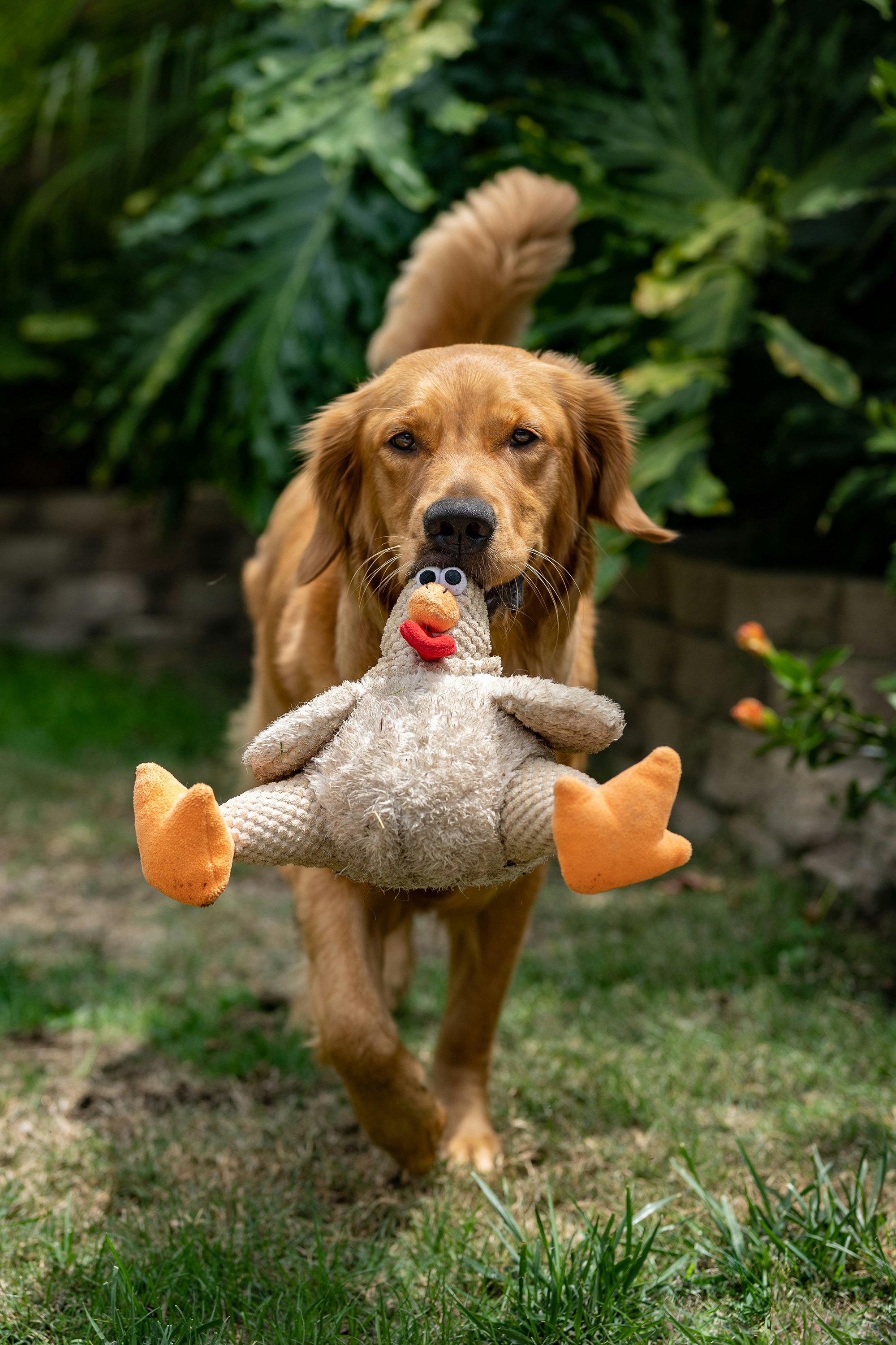 golden retriever with chicken toy