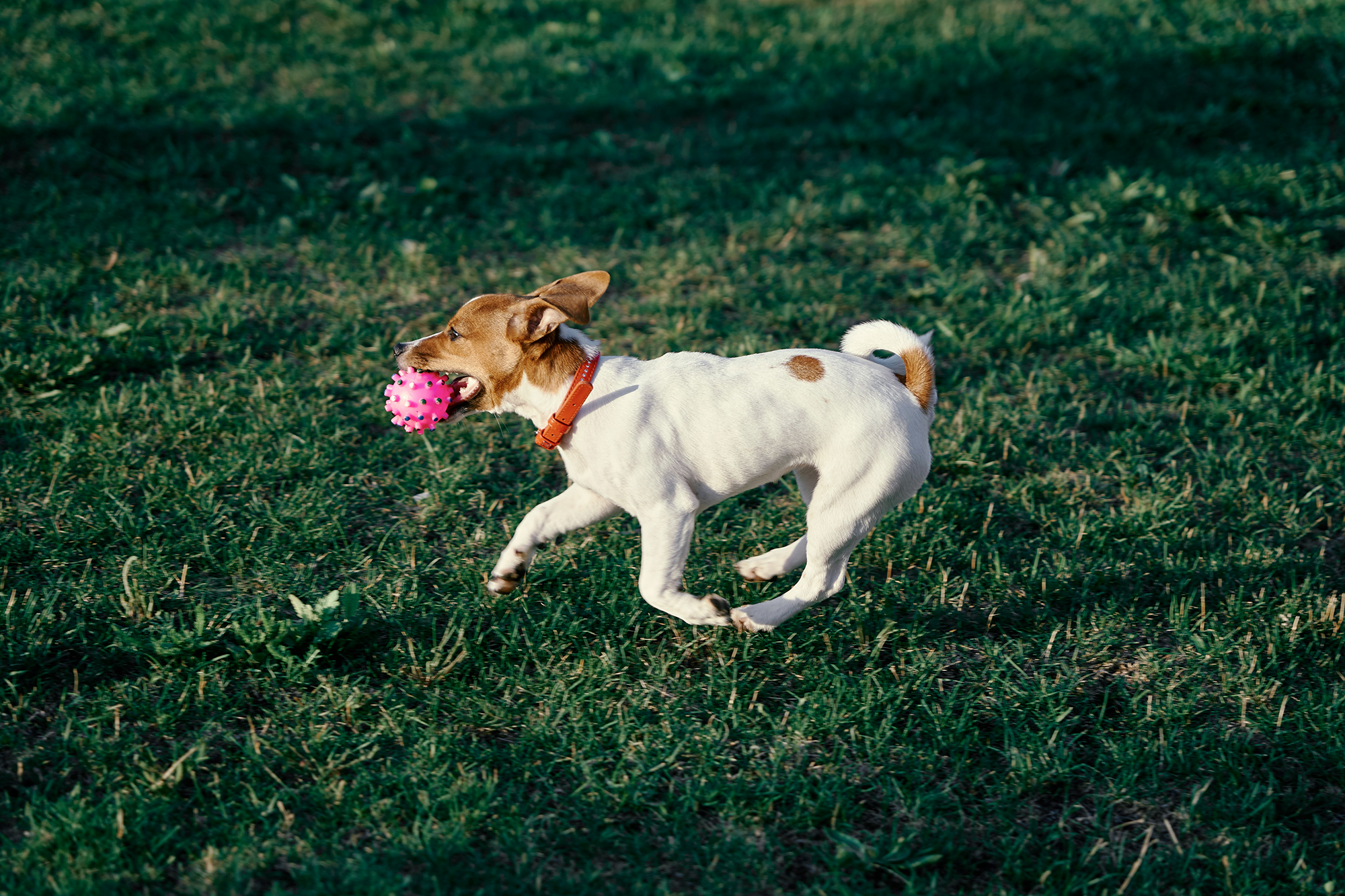 jack jack russel running with ball