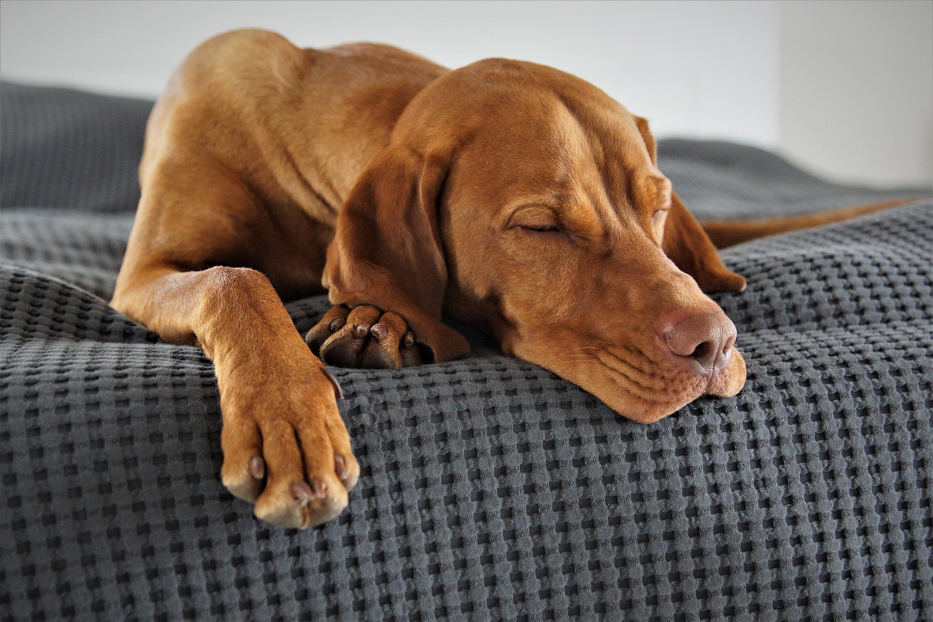 tan dog napping on bed